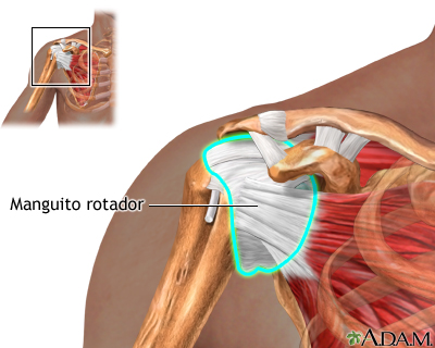 manguito rotador