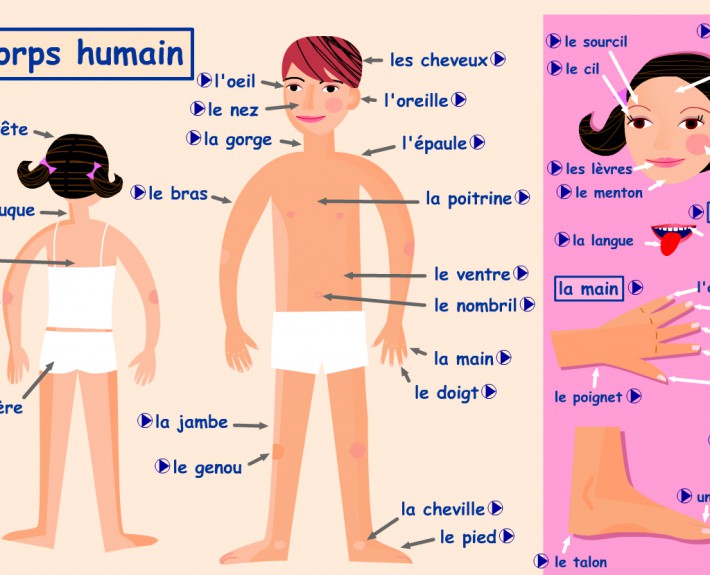 partes del cuerpo en frances